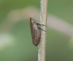 Plinia ampla