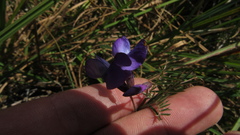Vicia andicola