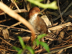 Laterallus leucopyrrhus