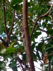 Anolis carolinensis