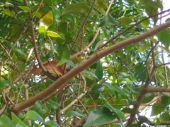 Anolis carolinensis