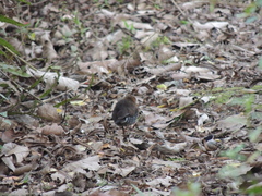 Laterallus leucopyrrhus