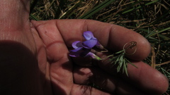 Vicia andicola