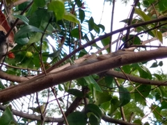 Anolis carolinensis