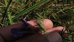 Vicia andicola
