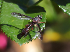 Daptolestes limbipennis