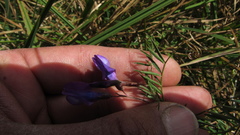 Vicia andicola