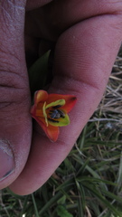 Bomarea pauciflora