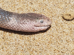 Hydrophis elegans