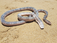 Hydrophis elegans