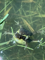 Elachistocleis bicolor