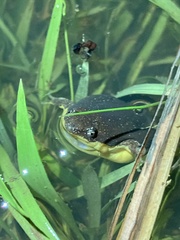 Elachistocleis bicolor