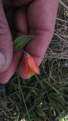 Bomarea pauciflora