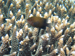 Cheiloprion labiatus