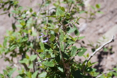 Salvia cuspidata
