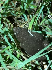 Elachistocleis bicolor