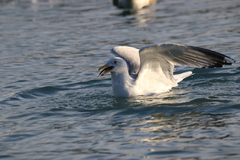 Larus argentatus