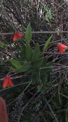 Bomarea pauciflora