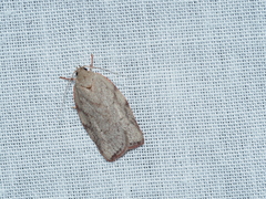 Euchaetis inceptella