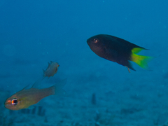 Neopomacentrus violascens