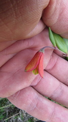 Bomarea pauciflora