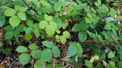 Candicantes