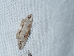 Dithalama cosmospila