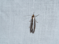 Phytotrypa brochosema