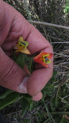 Bomarea pauciflora