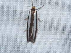 Phytotrypa brochosema