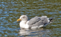 Larus argentatus × glaucescens