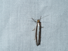 Phytotrypa brochosema