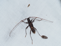 Aesiotyche favosa