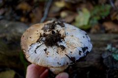 Cortinarius lilacinocolossus