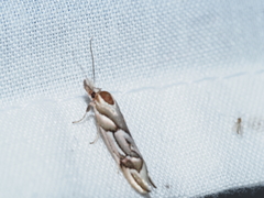 Zelotechna falcifera