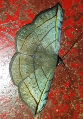 Entomogramma fautrix