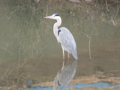 Ardea cinerea