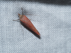 Heteroptolis leucosta