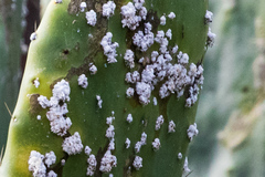 Dactylopius confusus