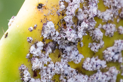 Dactylopius confusus