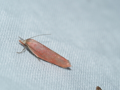 Heteroptolis leucosta