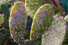 Dactylopius confusus