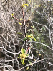 Frangula californica californica