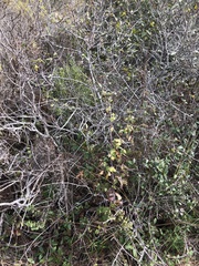 Frangula californica californica