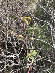 Frangula californica californica