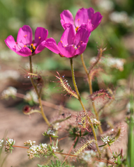 Drosera cistiflora - Photo (c) magriet b, algunos derechos reservados (CC BY-SA), subido por magriet b