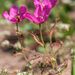 Drosera cistiflora - Photo (c) magriet b,  זכויות יוצרים חלקיות (CC BY-SA), הועלה על ידי magriet b