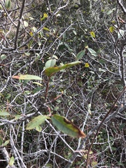 Frangula californica californica