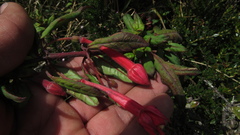 Fuchsia petiolaris