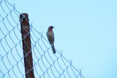 Haemorhous mexicanus